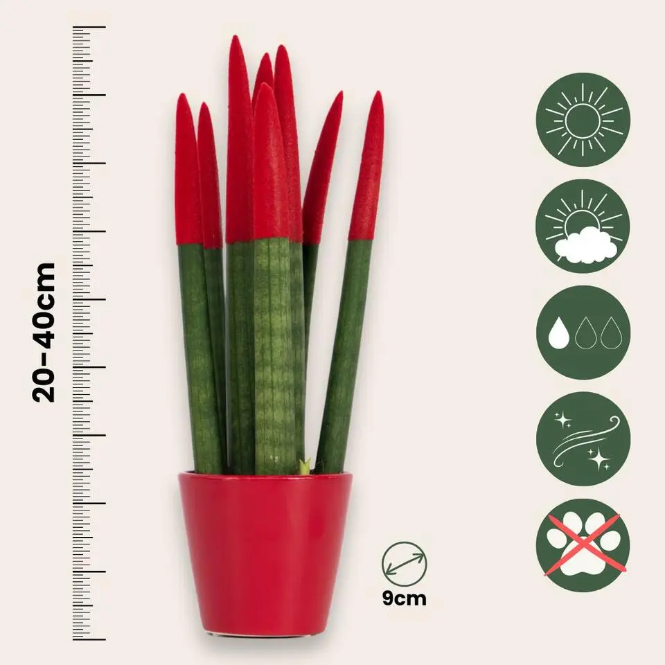 Afrikaanse Speerplant - Sansevieria cylindrica - Hoogte 20-40cm - Pot 9cm