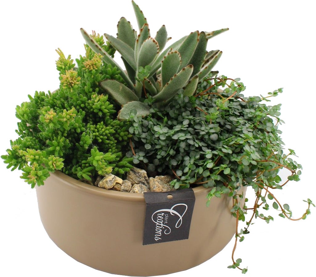 Intratuin Arrangement Crown kamerplanten in schaal D 22 H 20 cm