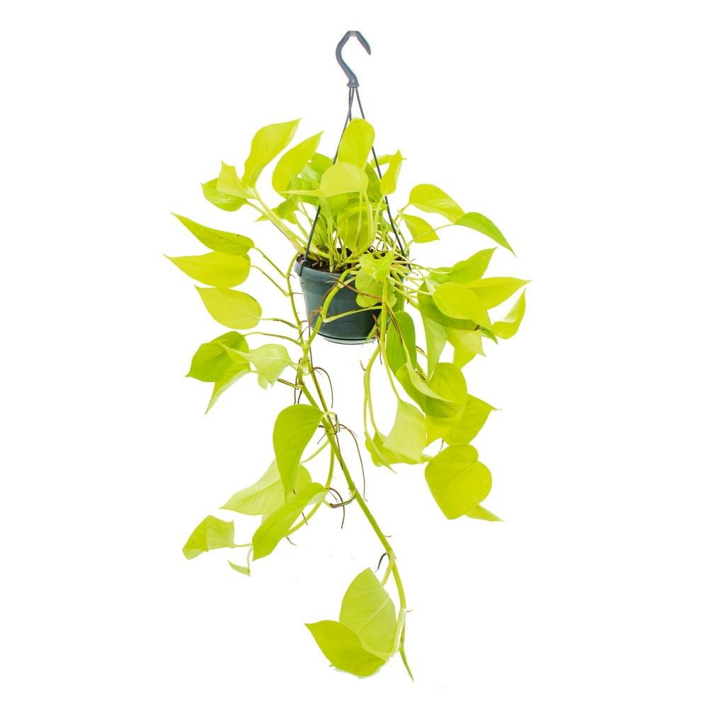Plante d'intérieur à suspendre - lierre lumineux - epipremnum golden pothos - scindapsus - pot suspendu 14cm
