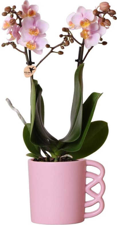 Intratuin Arrangement Happy Vlinderorchidee (Phalaenopsis) in pot roze D 9 H 40 cm