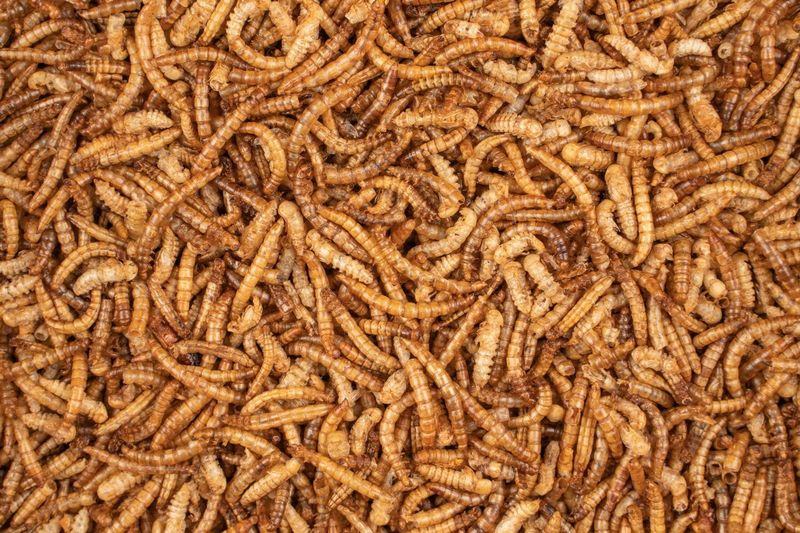 ChiX Meelwormen 200g