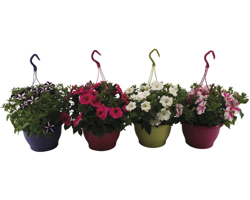 Hangpetunia FloraSelf Petunia surfinia Ø 21 cm pot