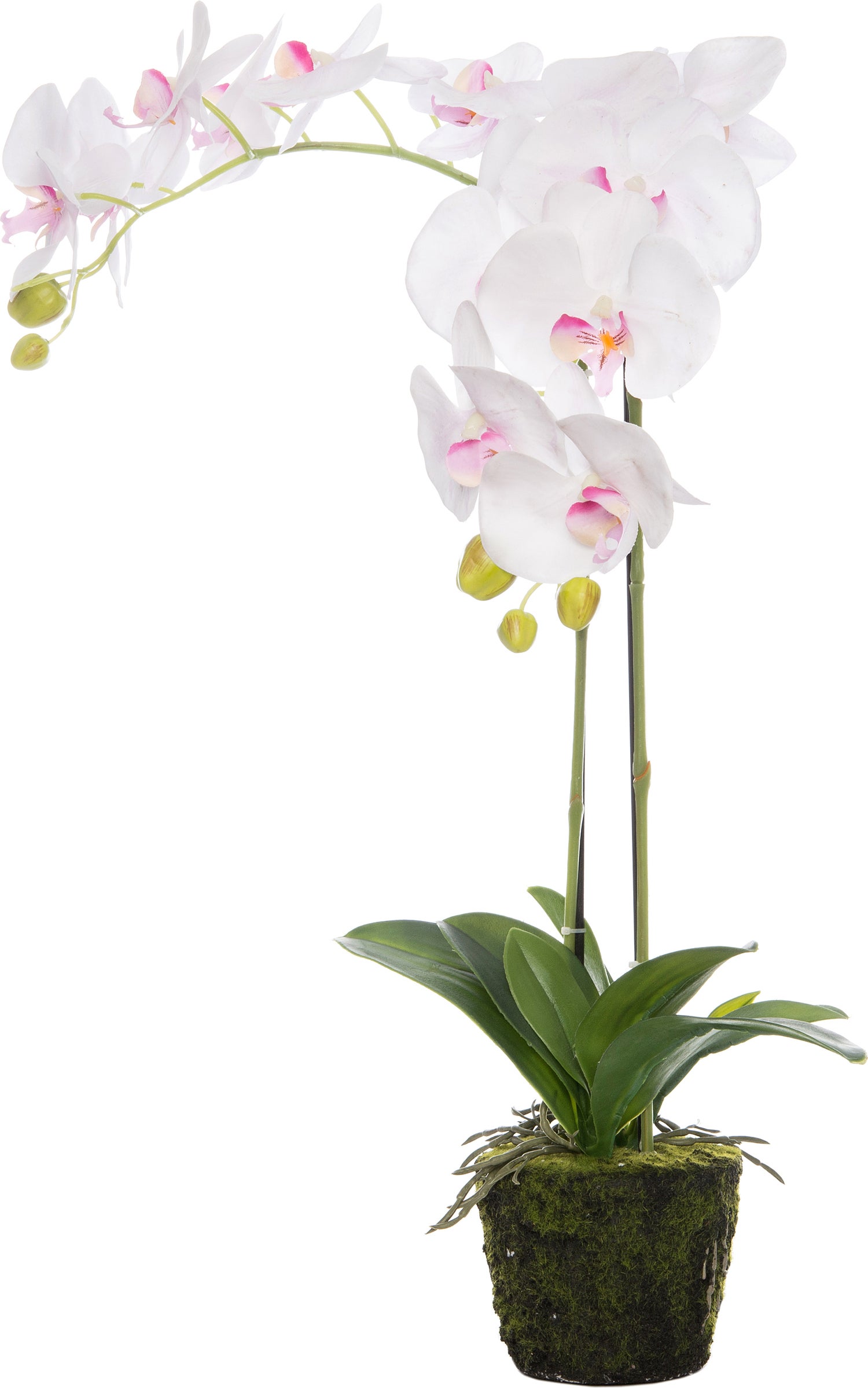 Intratuin kunstplant Vlinderorchidee D 40 H 70 cm wit / roze
