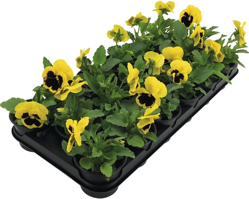 Pansy FloraSelf Viola wittrockiana Ø 9 cm pot willekeurige variëteitselectie