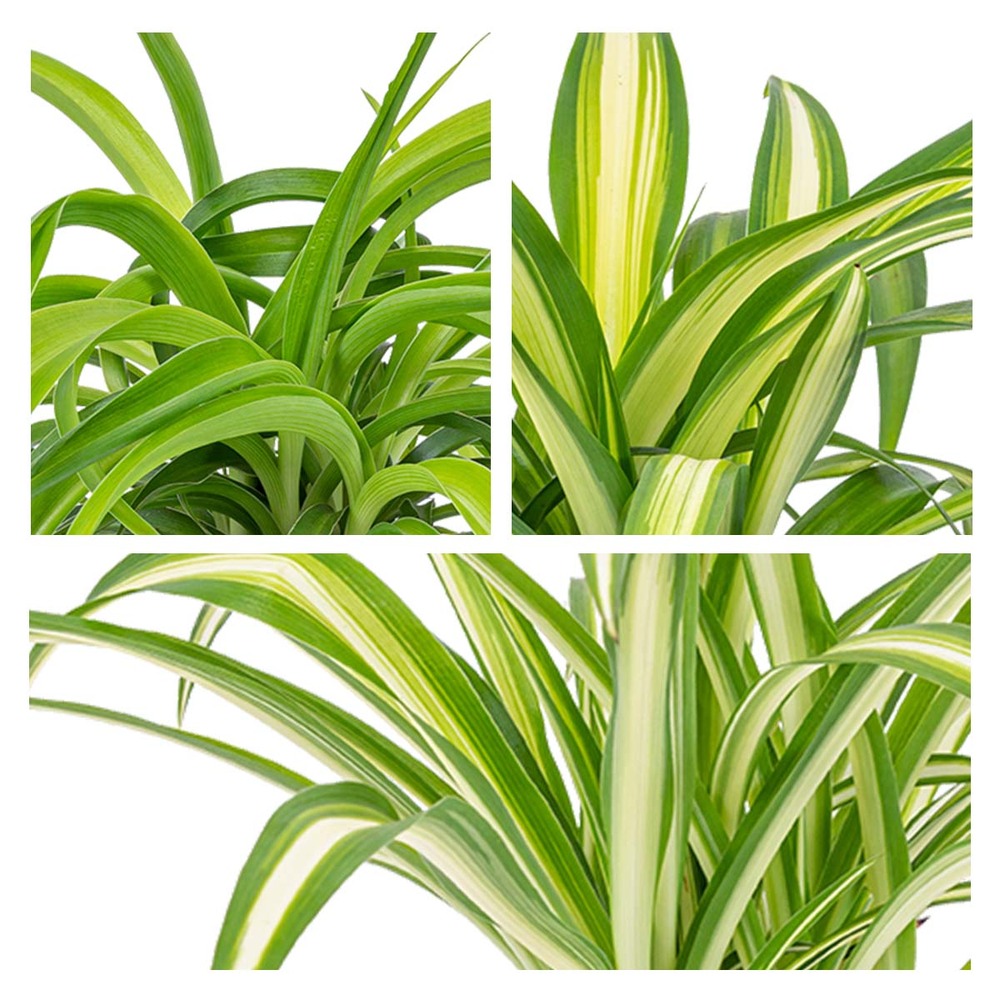 3x grass lily mix - grass lily - plantes d'intérieur - purificateur d'air – ⌀12 cm - ↕20-25 cm
