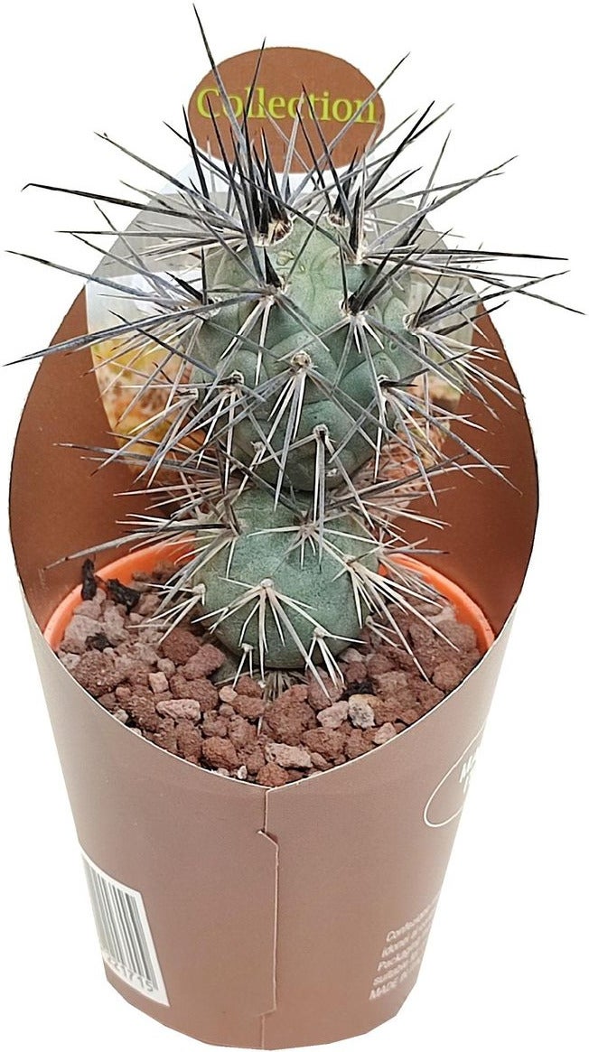 Argentijnse Cactus (Tephrocactus alexanderi) D 6,5 H 8 cm