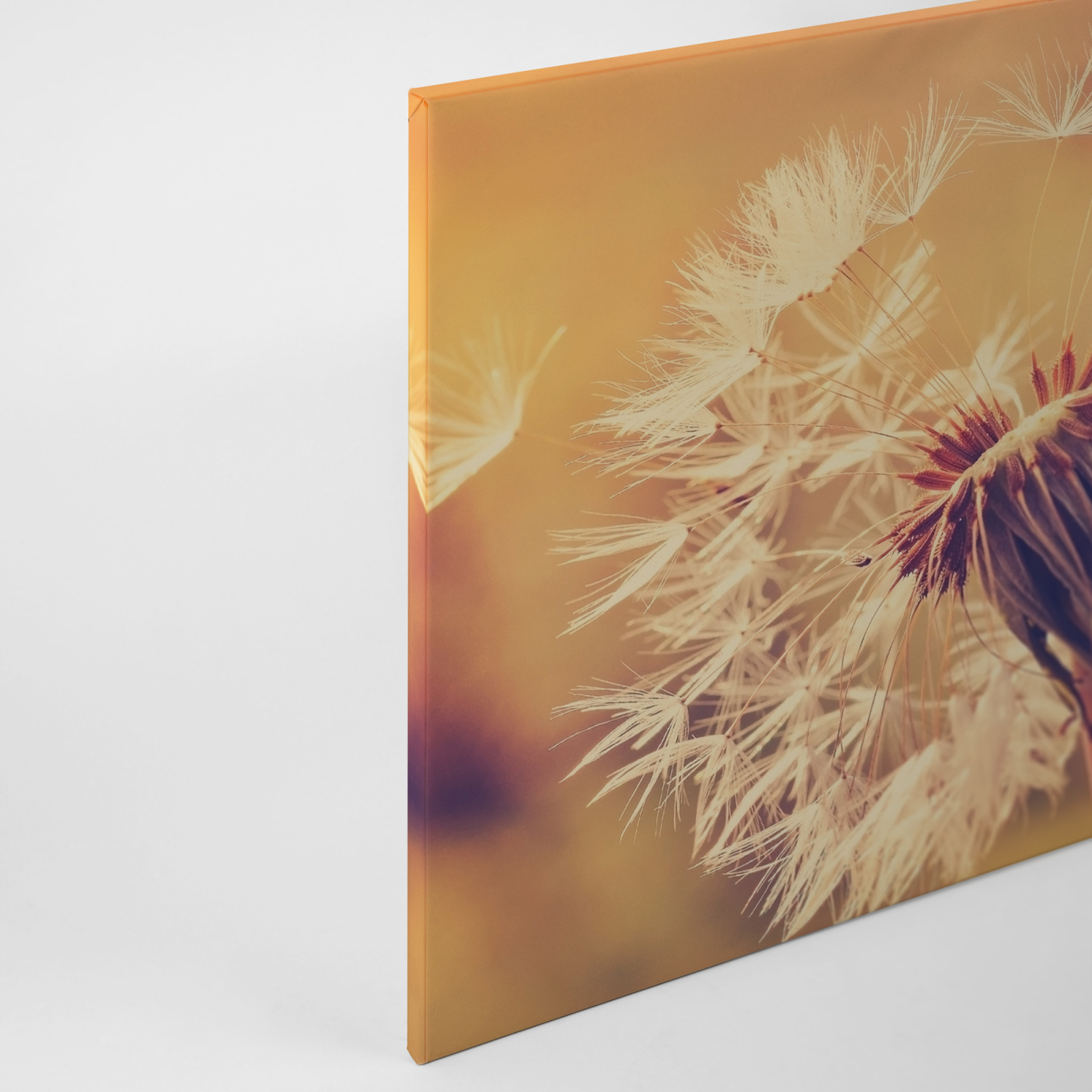 Leinwandbild PUSTEBLUME - orange - 90x60 cm