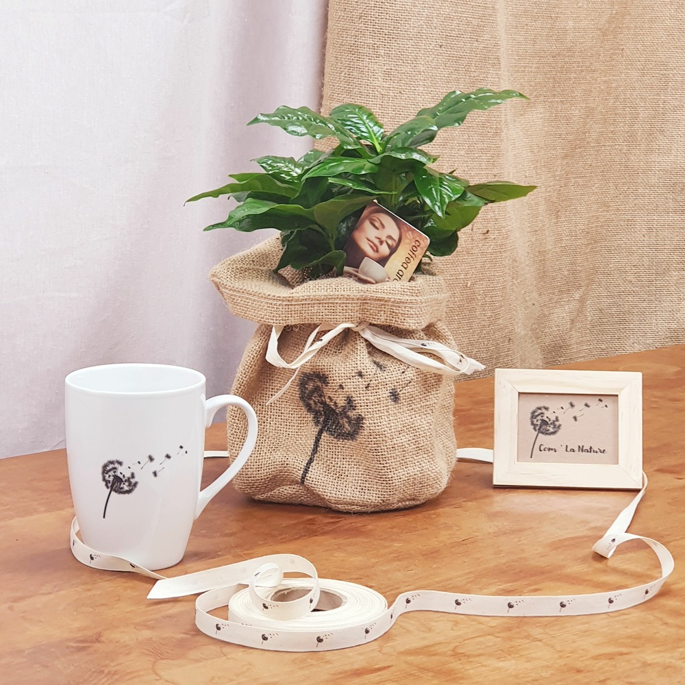 Coffret d'un caféier avec son mug de fabrication française
