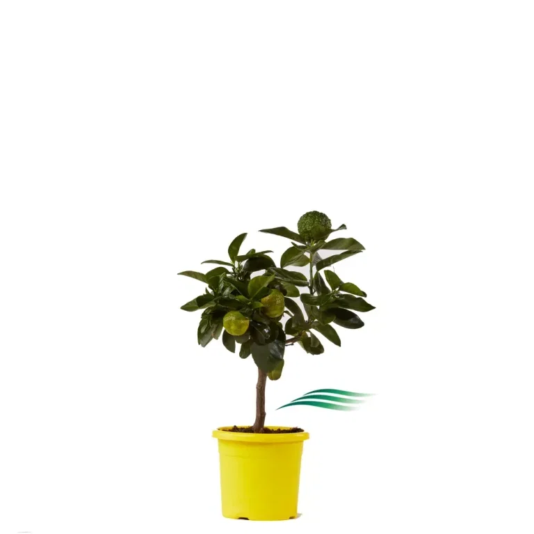 Pursha Lime Tree Stem Ø22 cm