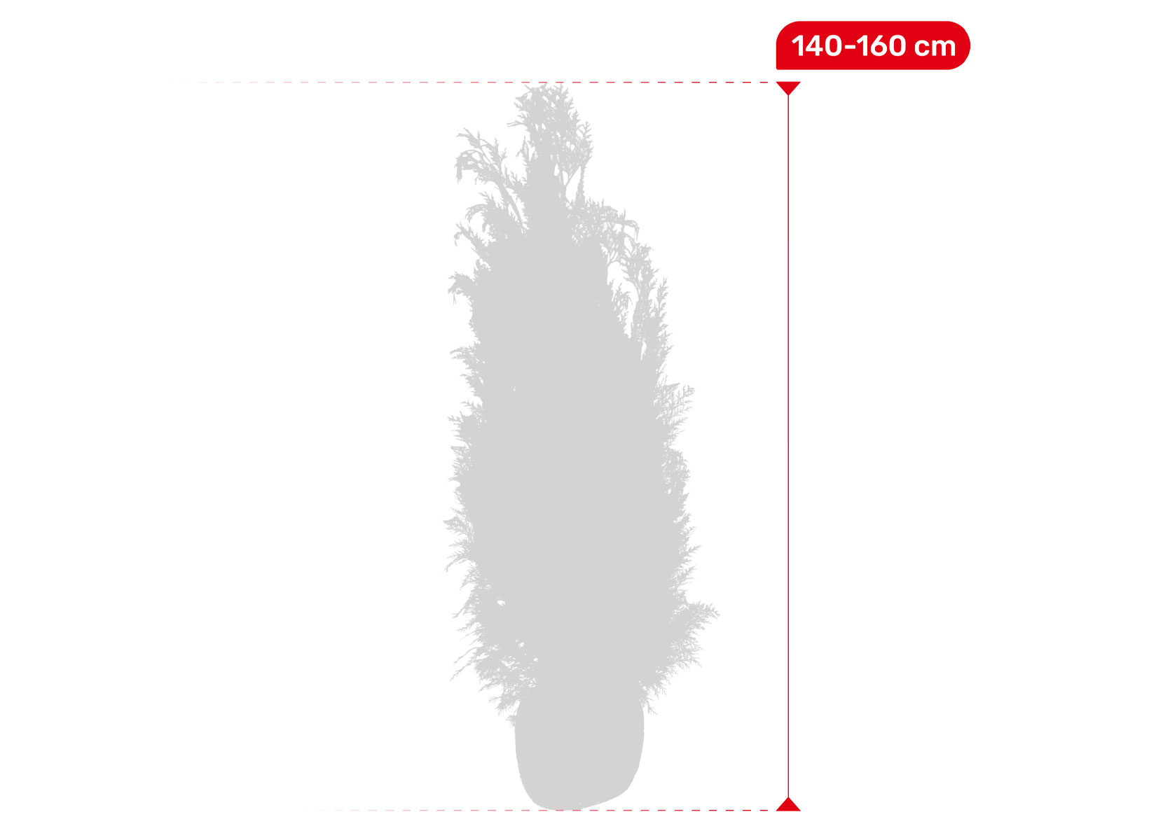 Scheinzypresse Heckenpflanze Chamaecyparis lawsoniana Columnaris 140-160cm