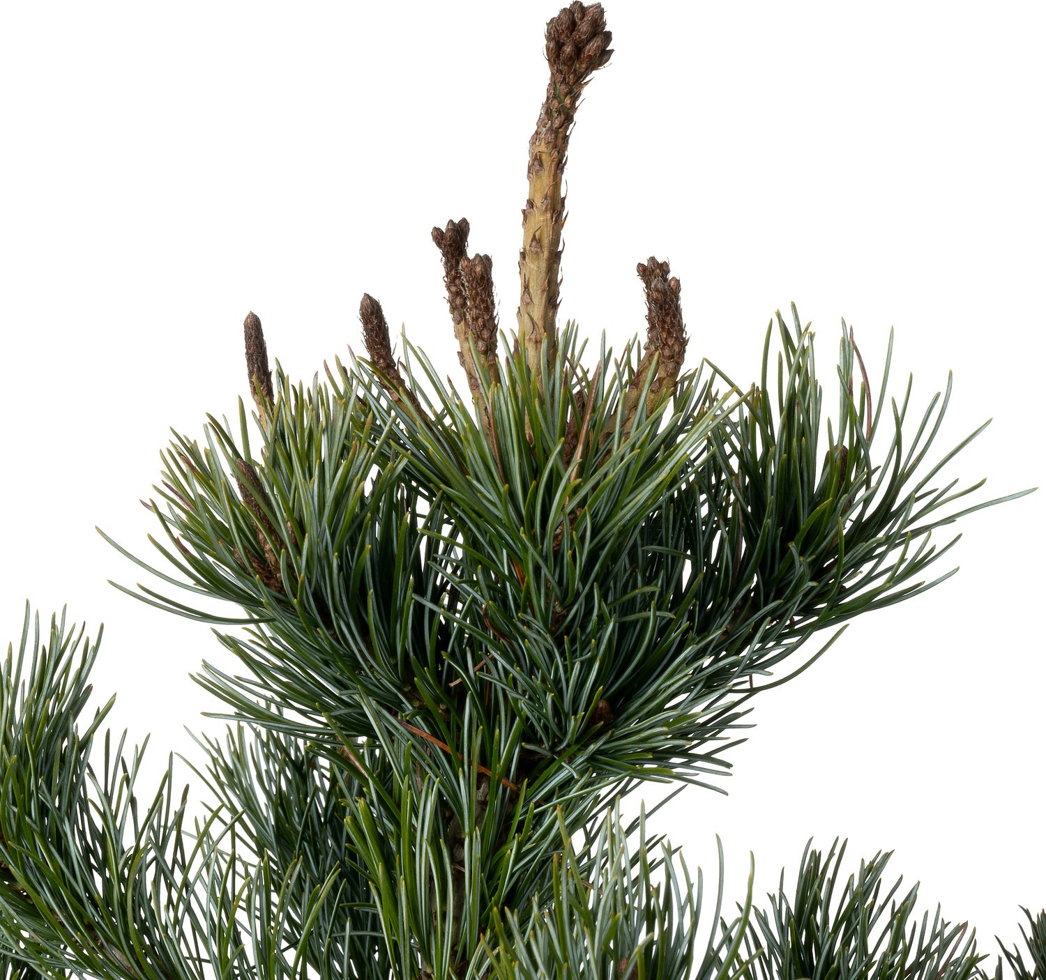 Japanse witte den (Pinus parviflora 'Negishi') D 23 H 45 cm
