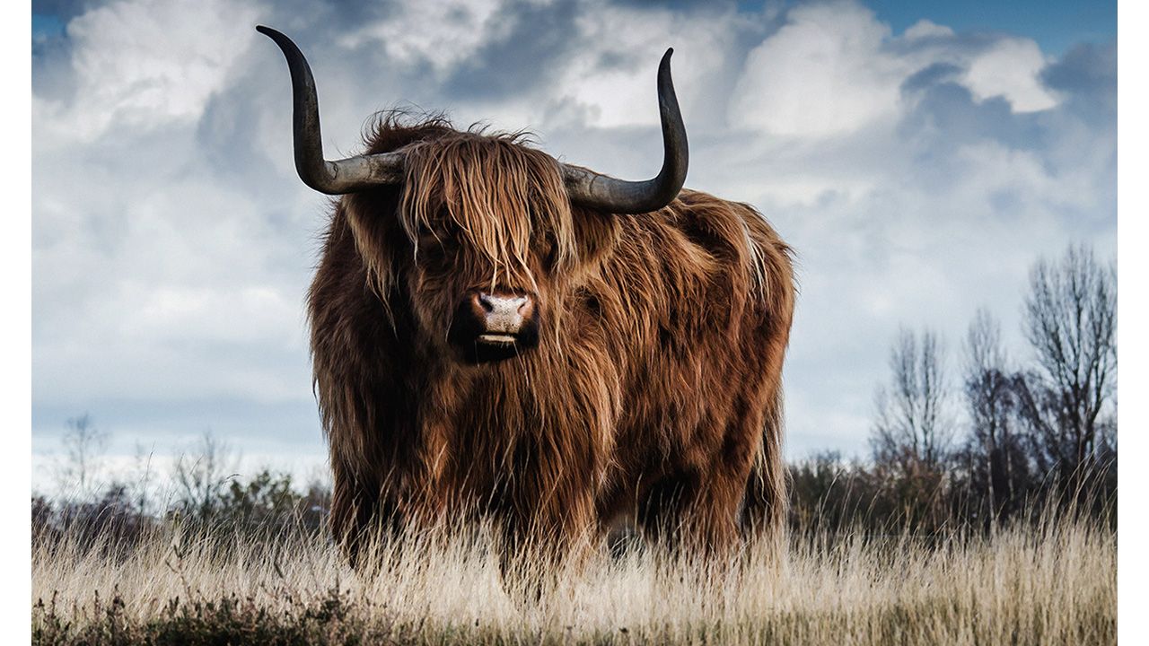 Wanddecoratie European Wildlife 000