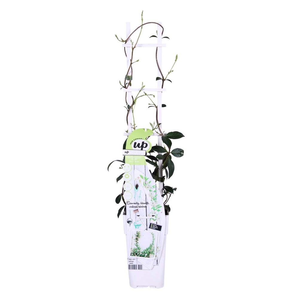 Trachelospermum étoile de venise – jasmin de toscane – plante grimpante – rustique – ⌀15 cm - ↕60-70 cm