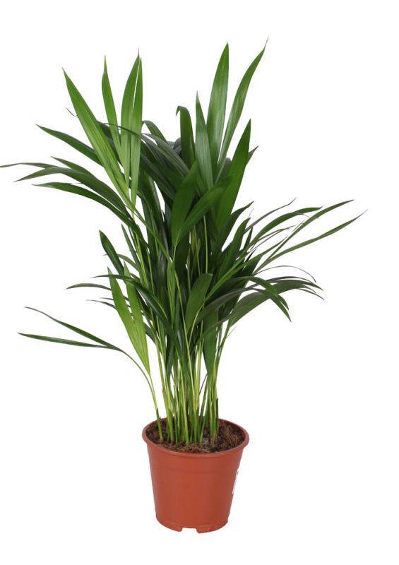 Dypsis (goudpalm) - Kamerplant - 14 cm