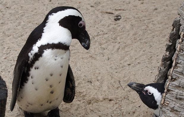 Fotokurs durch den Allwetter-Zoo Münster als Geschenk