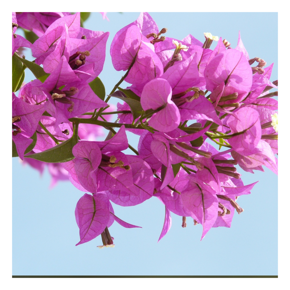 Bougainvillier specto-glabra alexandra/bougainvillea specto-glabra alexandra[-]pot de 3l - 60/120 cm