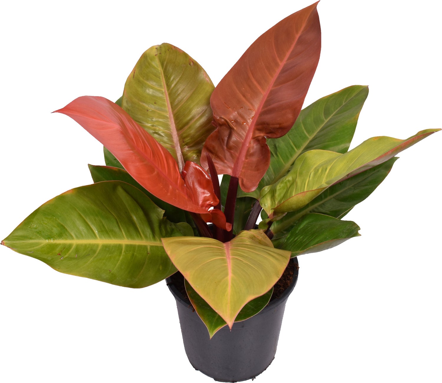 Philodendron (Philodendron 'Prince of Orange') D 24 H 70 cm