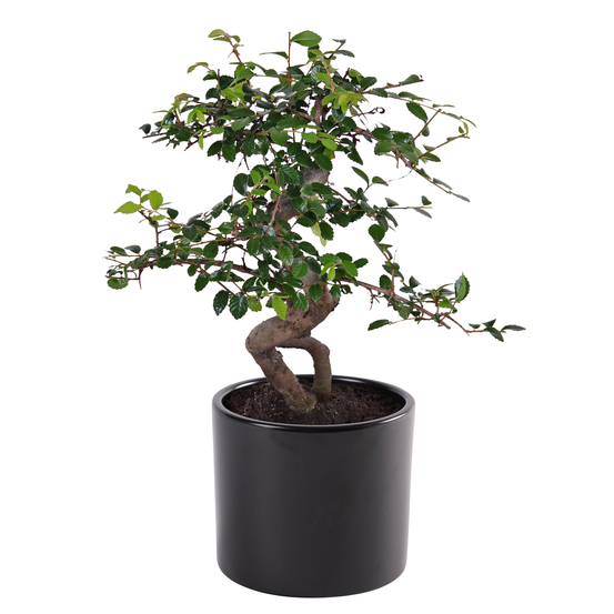 Bonsai Zelkova