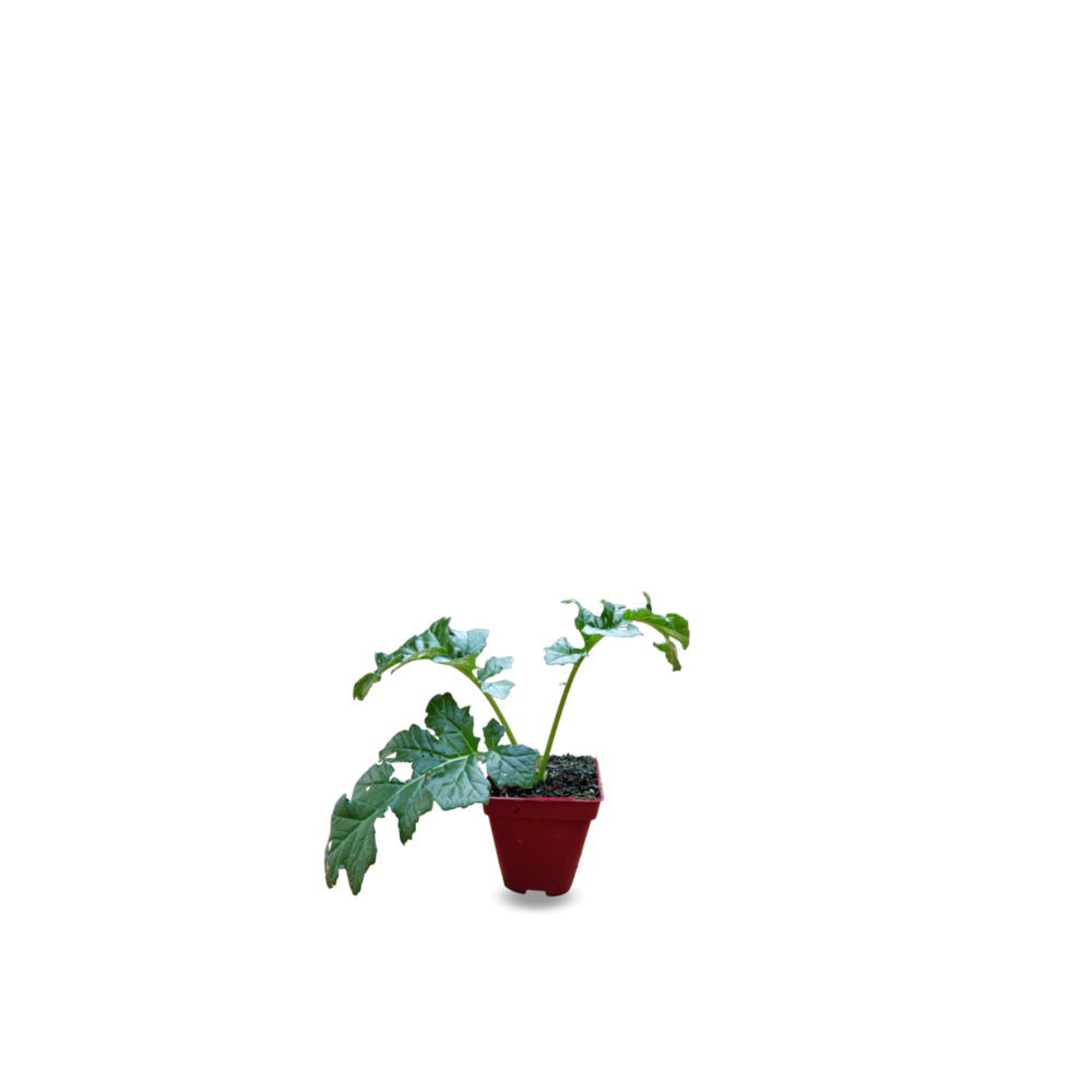 Acanthe whitewater®/acanthus x 'whitewater'®[-]godet