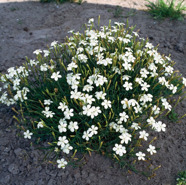 Steenanjer (Dianthus deltoides 'White') D 9 H 10 cm