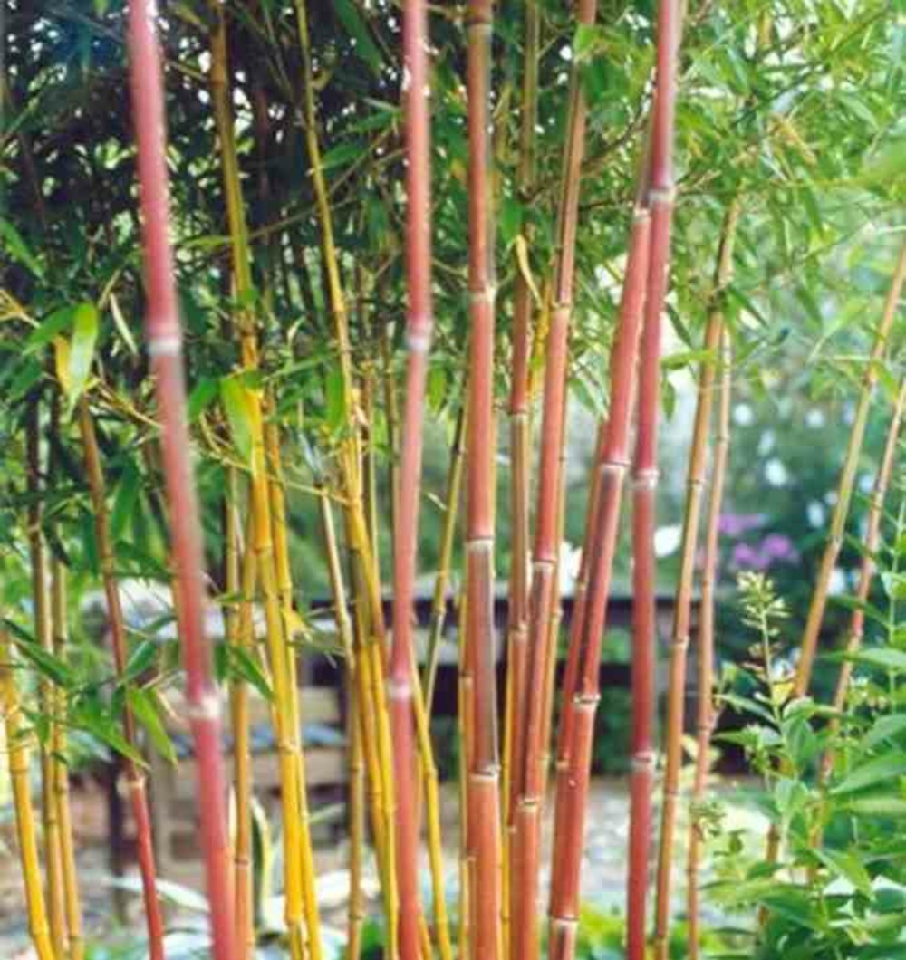 Phyllostachys aureosulcata spectabilis taille pot de 10 litres ? 140/160 cm