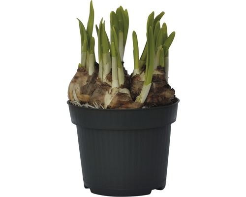 Narcis, Paasklok FloraSelf Narcissus pseudonarcissus 'Tete a Tete' Ø 12 cm pot