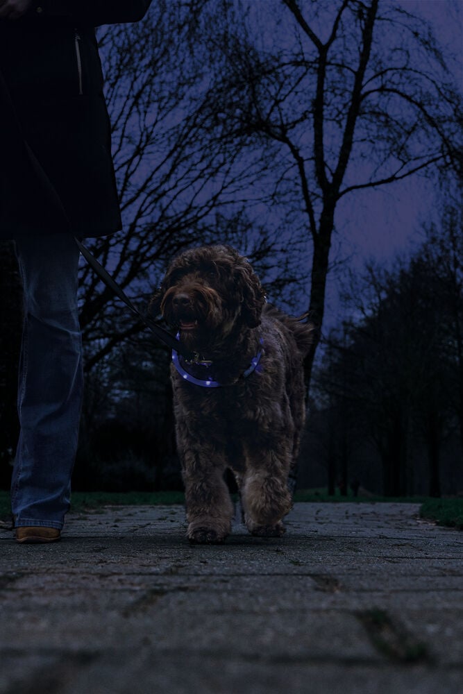 Beeztees Dogini USB - Lichtgevende Halsband  - Hond - blauw - 70 cm