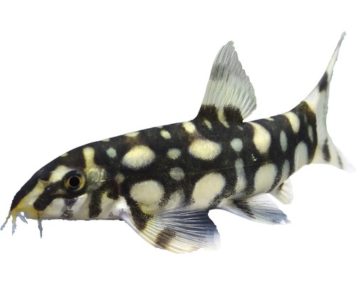 Starfish - Botia kubotai