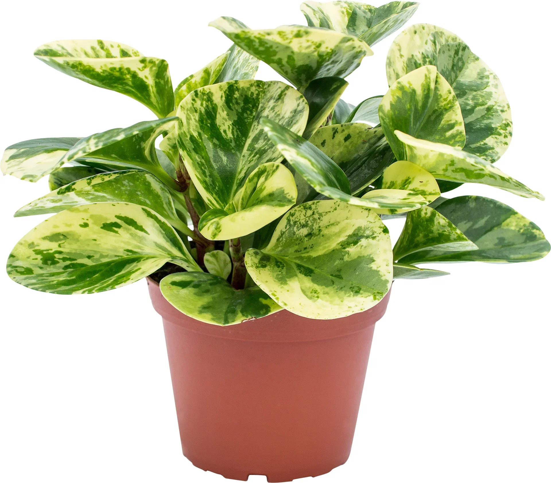 Peperomia obtusifolia 'Green Gold' Peperomia obtusifolia 'Green Gold' Høyde 22 cm