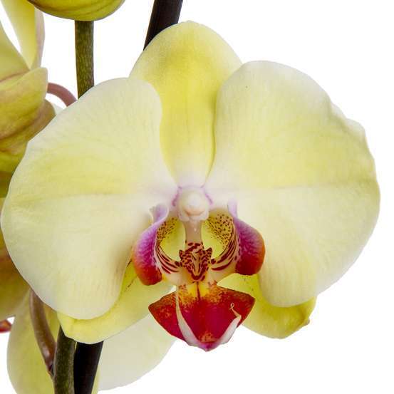 Orchidée Phalaenopsis 4 tiges - pot D.12 cm