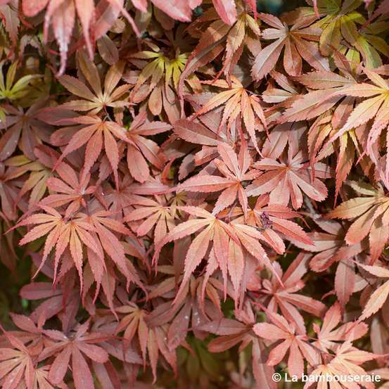 Acer palmatum Skeeter's Broom :C3L h40/60cm