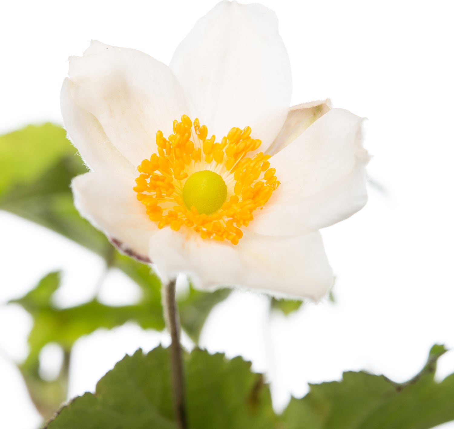 Herfstanemoon (Anemone hybrida 'Honorine Jobert') D 11 H 10 cm