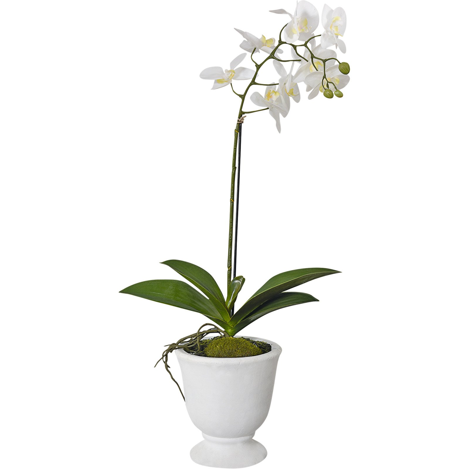 Orchidee im Topf