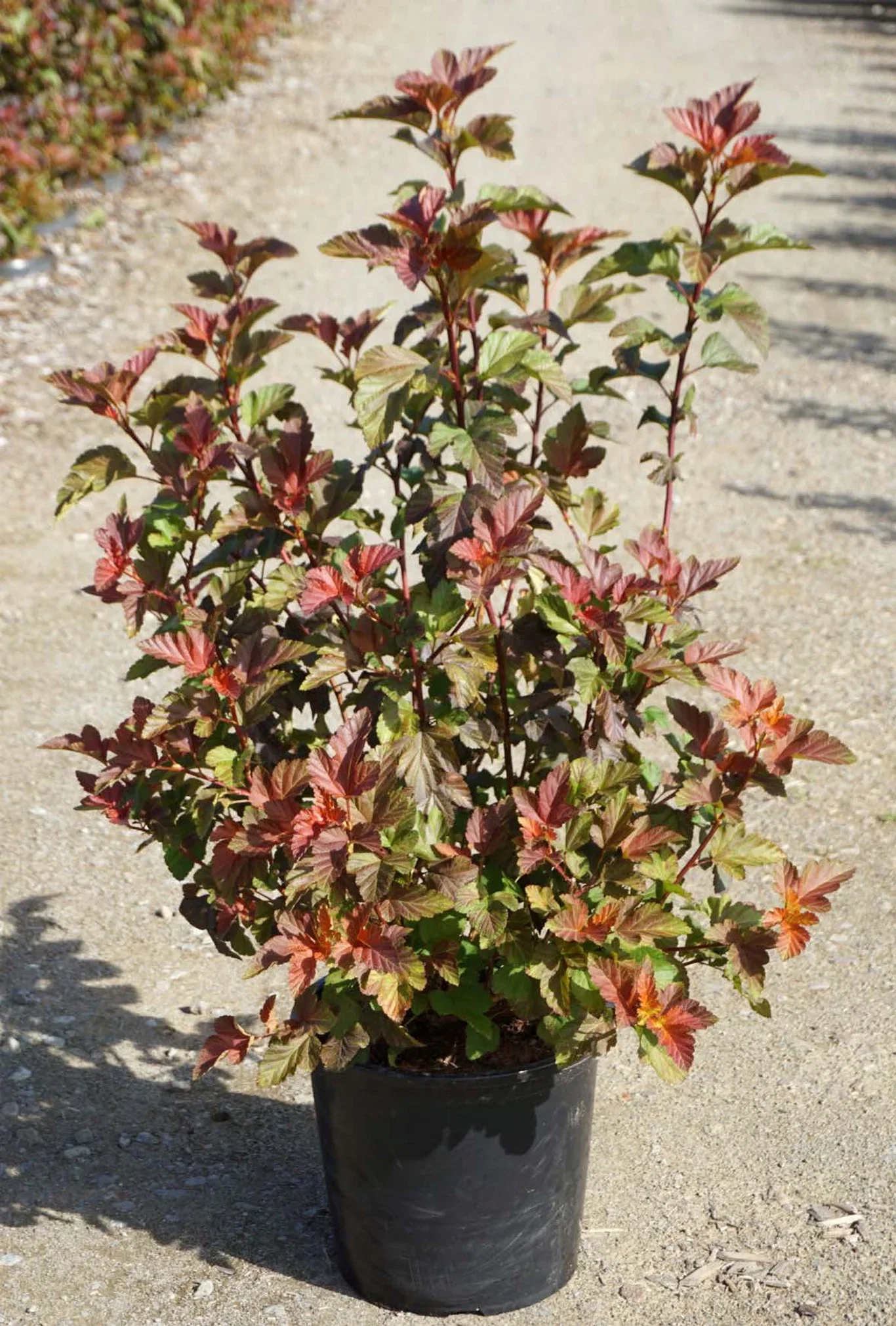 Physocarpus opulifolius AMBER JUBILEE® ('Jefam') Blærespirea AMBER JUBILEE® XXL Høyde 100-125 cm