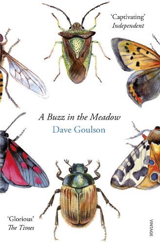 A Buzz in the Meadow (Paperback)
