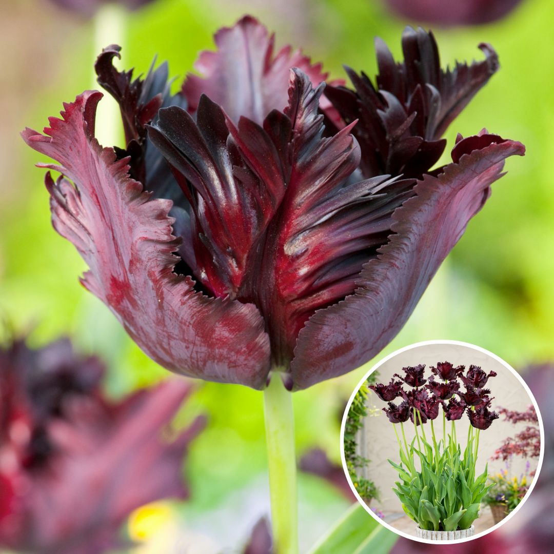 Tulipa black parrot - bulbes à fleurs x21 - tulipe perruche