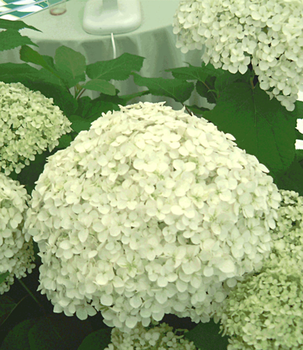 Schneeball-Hortensie 'Annabelle' im 2-Liter Containertopf