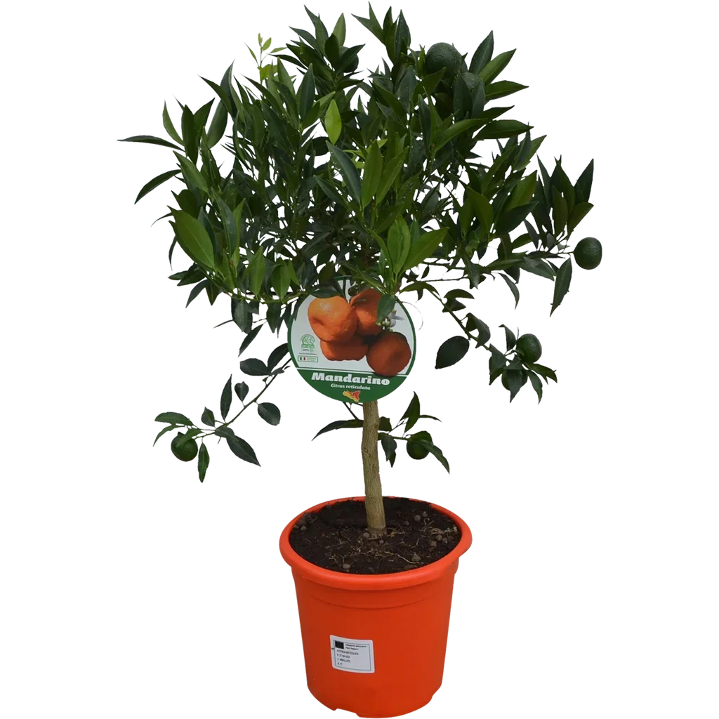 Citrus Mandarino Mandarin Ø21 cm