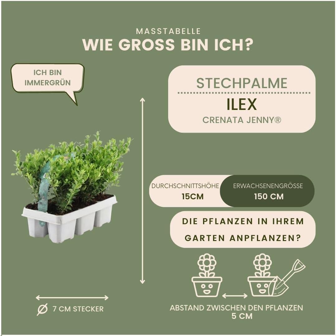 Plants by Frank – 72 Stechpalme | Heckenpflanzen Winterhart | 72 x Ø7 cm - 15 cm Ilex crenata Jenny | Heckenpflanzen | Buchs ersatz | Buchsbaum