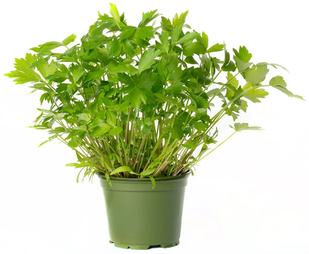Levisticum officinale 12 cm Løpstikke Ø12 cm