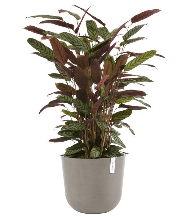 Ecopots Kunststoff-Topf Oslo mit Wassersystem,