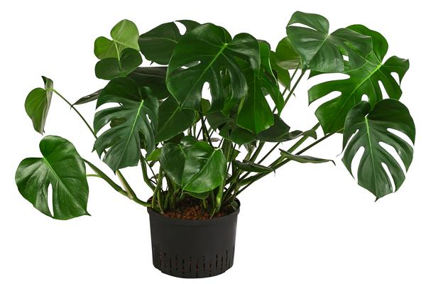Fensterblatt - Monstera deliciosa, Hydrokultur