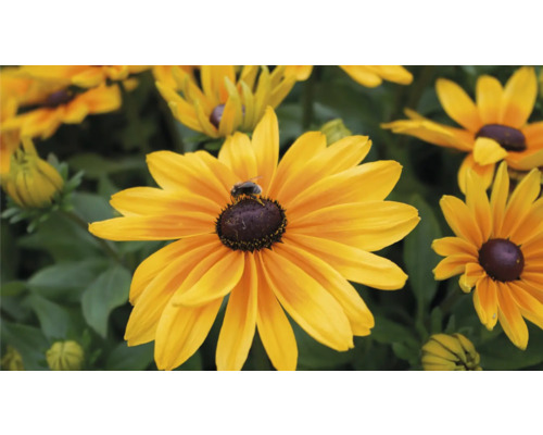 Zonnehoed Mix FloraSelf Rudbeckia x Hybride H 30-40 cm Co 5 L diverse soorten