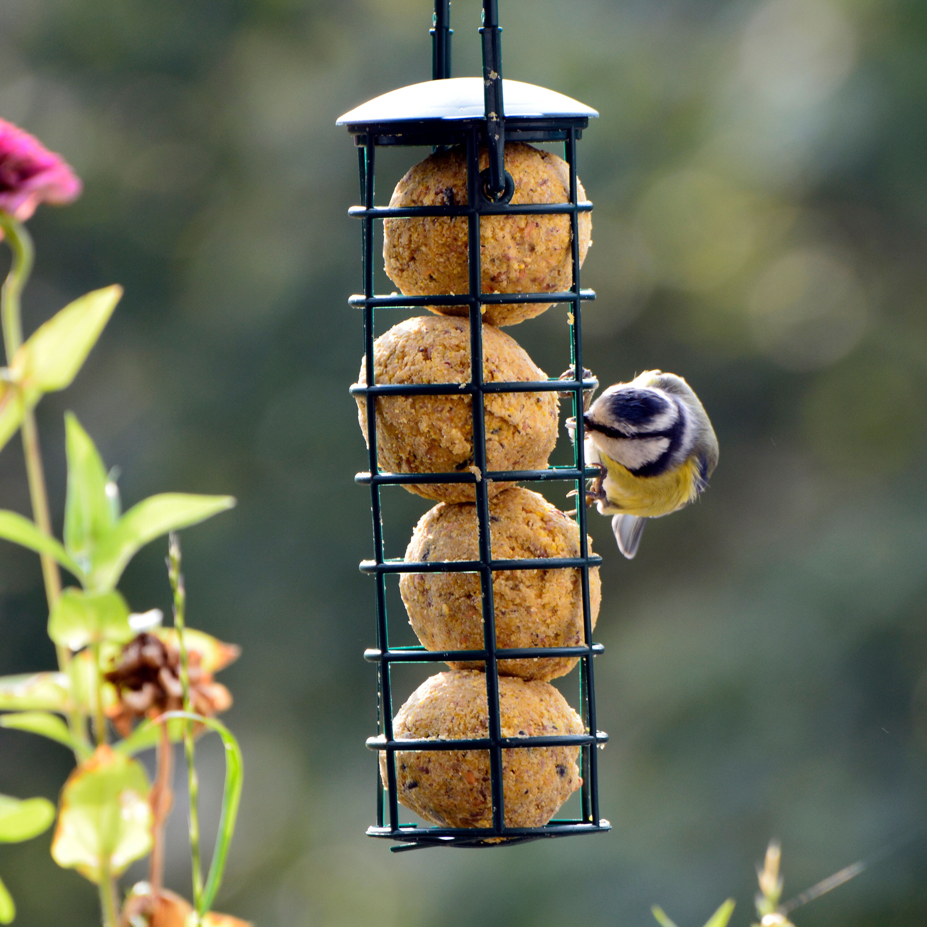 dobar Vogelfutterspender inkl. Futter - versch. Varianten