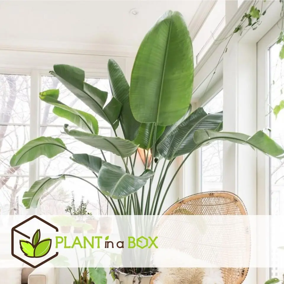 Paradijsvogelplant met mand - Strelitzia nicolai - Hoogte 55-70cm - ⌀17cm