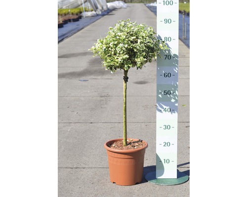 Bonte kruipspindaboom, FloraSelf Euonymus fortunei 'Emerald Gaiety', halfstam, 40 cm H 60-80 cm, Co 6 L