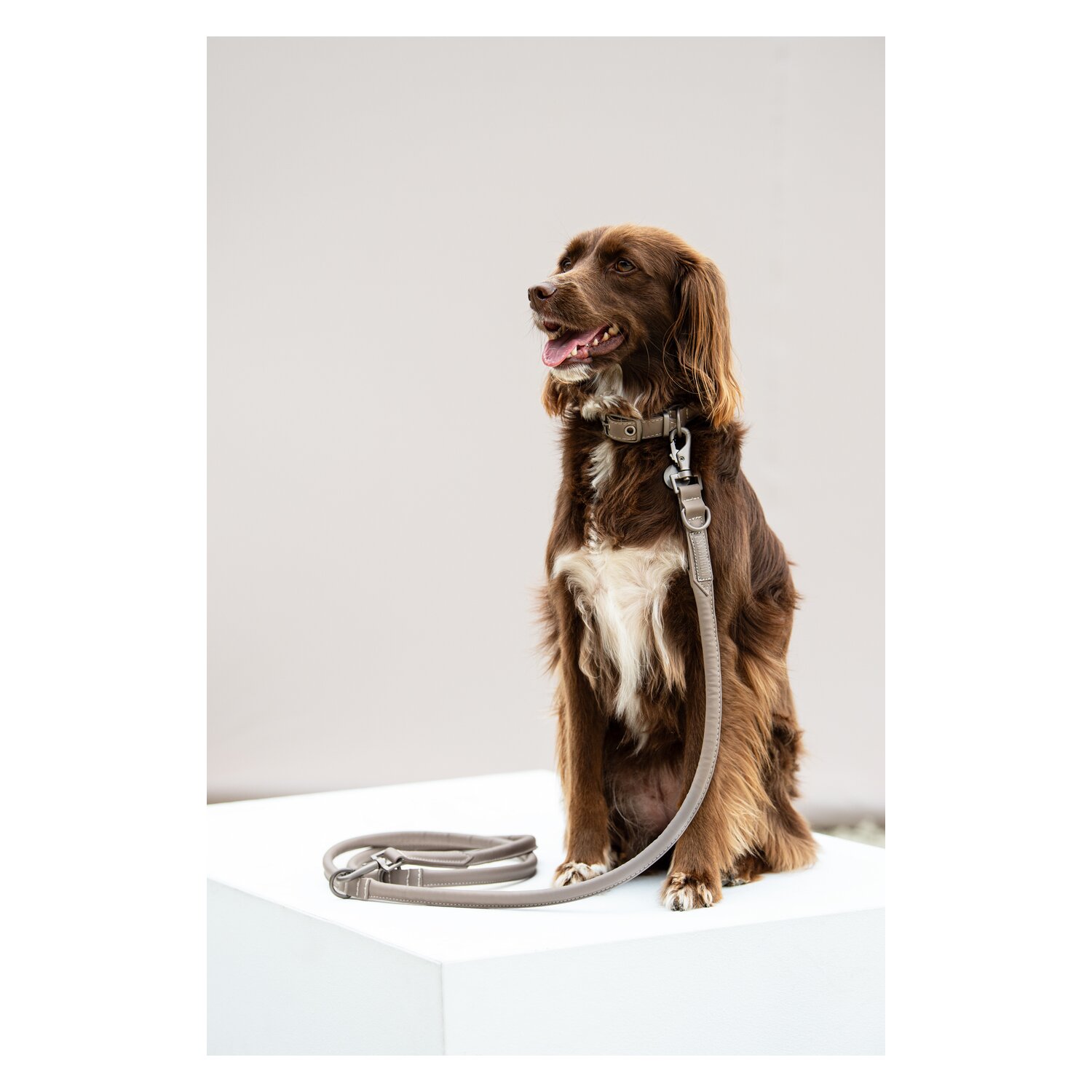 ESKADRON Classic Sports Hunde Set Leather  - velvet taupe