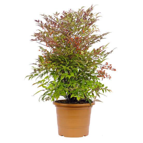 Nandina domestica : H 60/80 cm ctr 10 litres