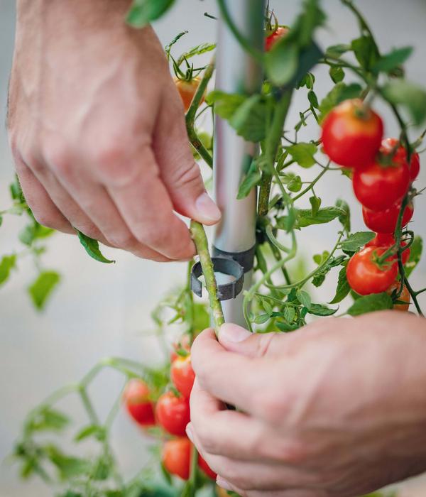 Gusta Garden Tomatentopf Tom Tomato, ca.