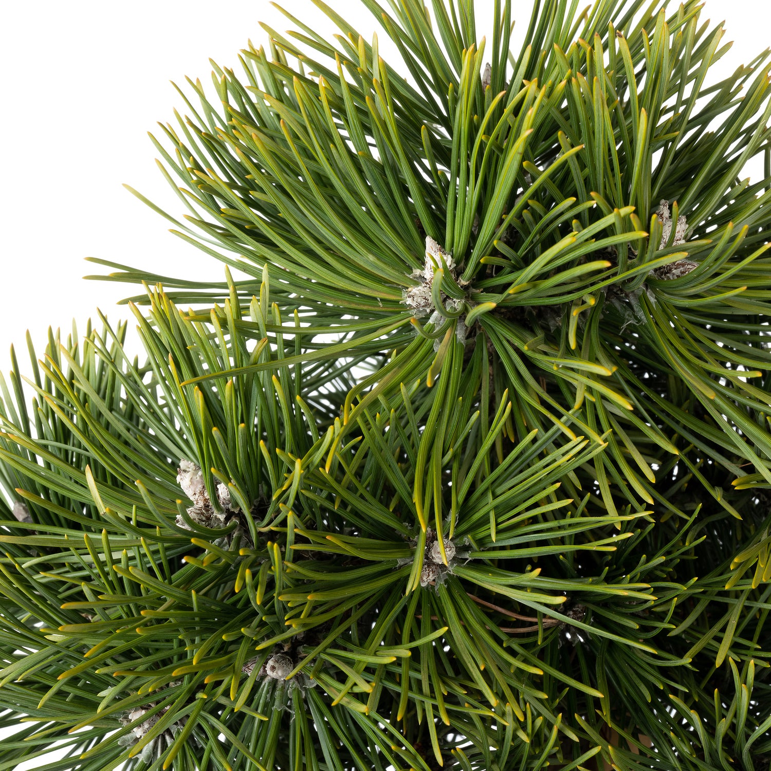 Zwarte Den (Pinus nigra 'Green Pearl'®) D 23 H 65 cm